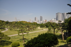 201705_浜離宮0156