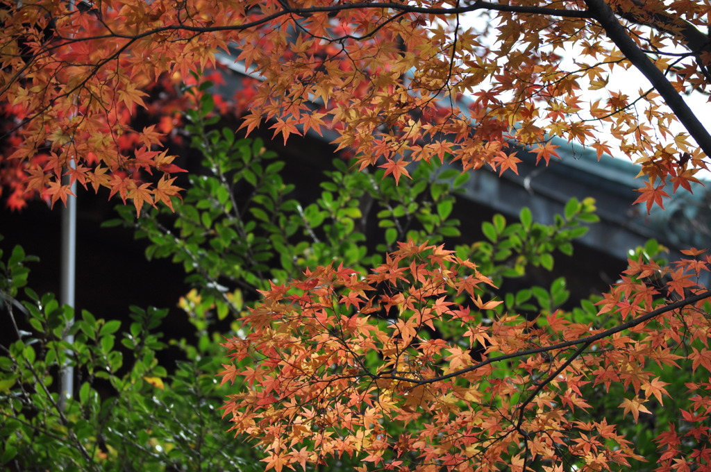 201612_平林寺_0290
