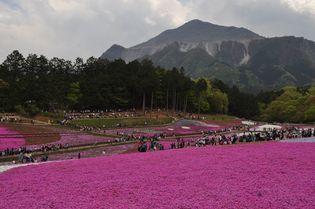 201704_羊山公園芝桜0101