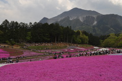 201704_羊山公園芝桜0101
