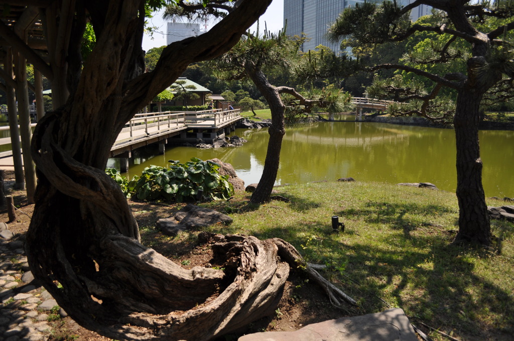 201705_浜離宮0126