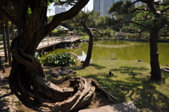 201705_浜離宮0126