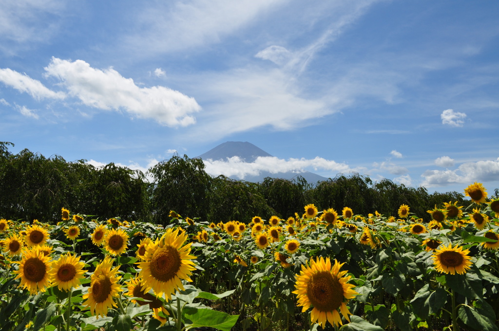 20180818_山中湖花の都公園_DSC_0582