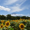 20180818_山中湖花の都公園_DSC_0582