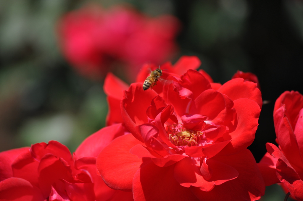 20180505_神代植物公園0057