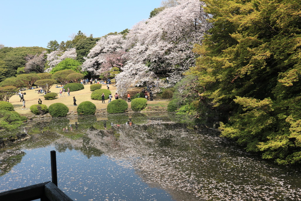新宿御苑の桜と池に落ちた桜の花びら