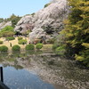 新宿御苑の桜と池に落ちた桜の花びら