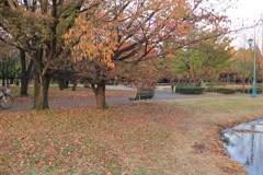 彩の森公園の紅葉