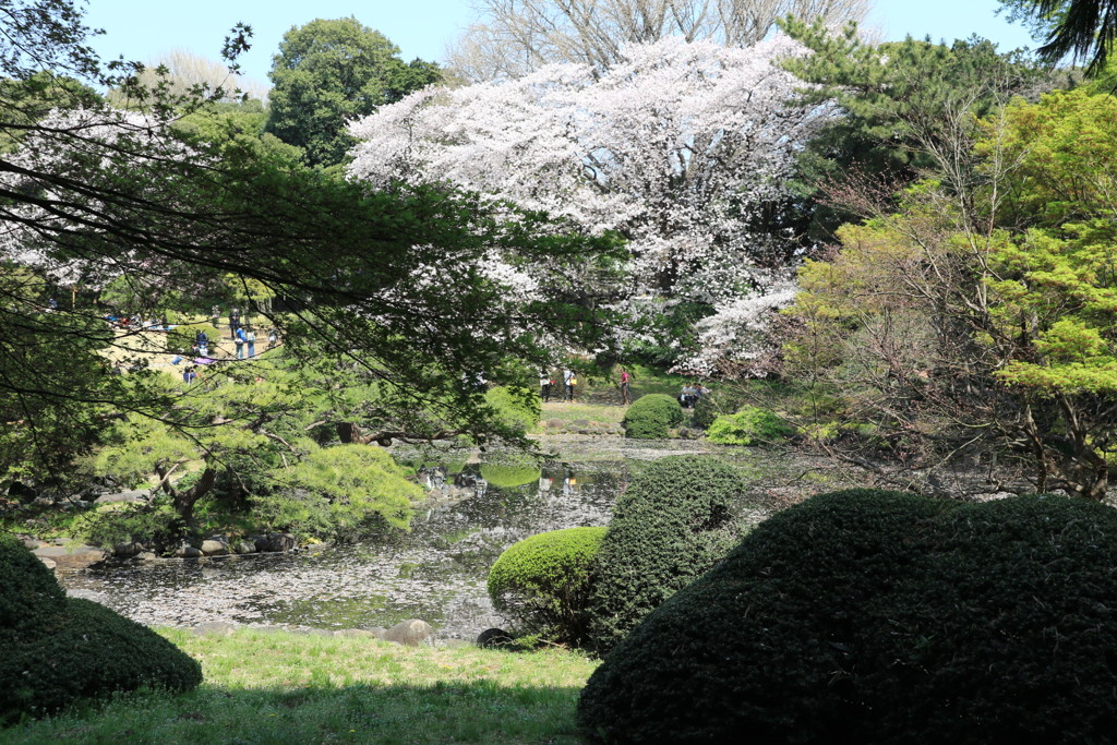 新宿御苑の池に落ちた桜の花びら