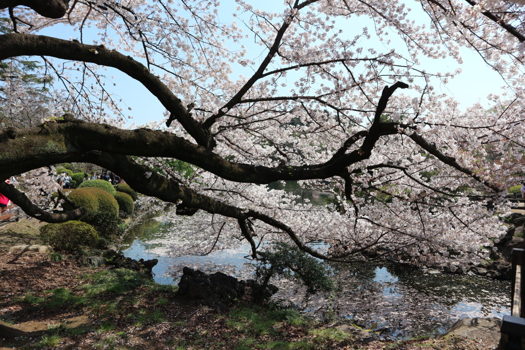 池を覆う新宿御苑の桜