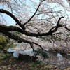 池を覆う新宿御苑の桜