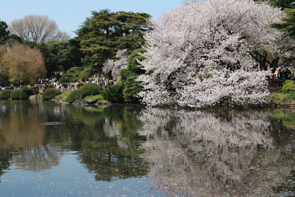 新宿御苑の桜が池に映る