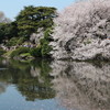 新宿御苑の桜が池に映る