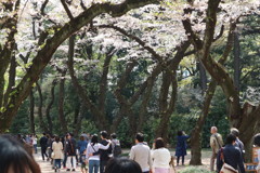 新宿御苑の大きな桜並木