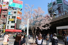 新宿駅前の小さな桜に集まる人々