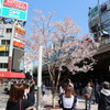 新宿駅前の小さな桜に集まる人々