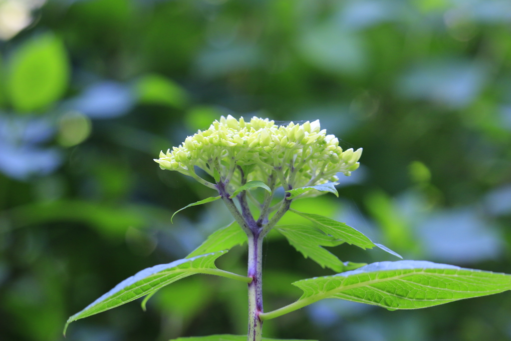 紫陽花（北鎌倉 明月院にて）