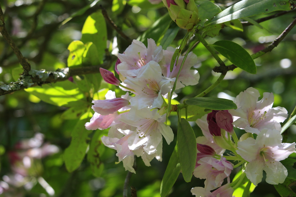 石楠花（北鎌倉 明月院にて）