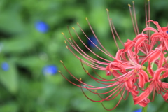 権現堂堤　曼珠沙華