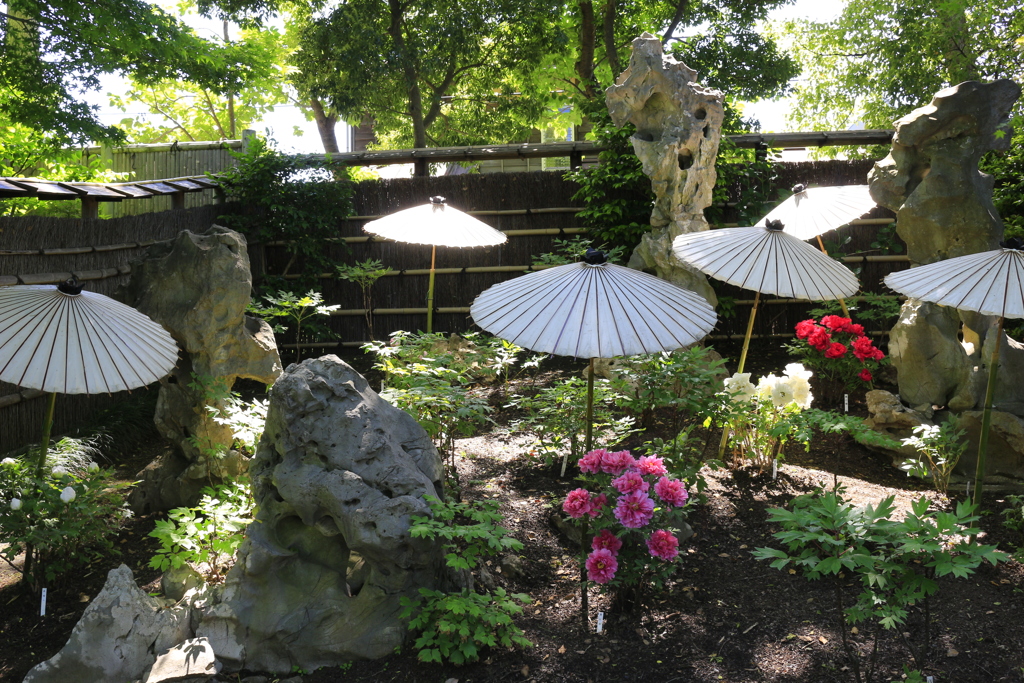 鶴岡八幡宮ぼたん園