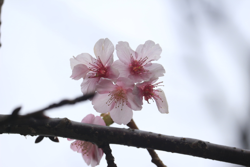 冬桜　江の島にて