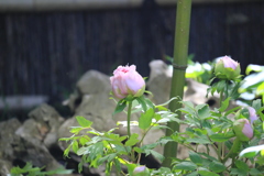 鶴岡八幡宮ぼたん園