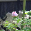 鶴岡八幡宮ぼたん園