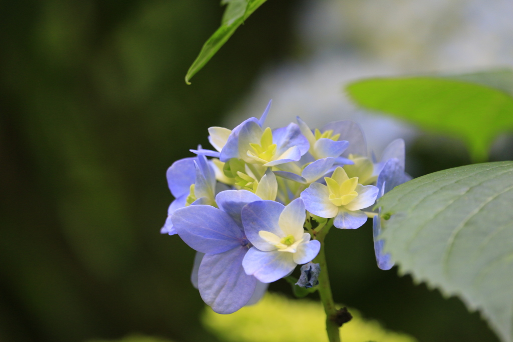 紫陽花（北鎌倉 明月院にて）