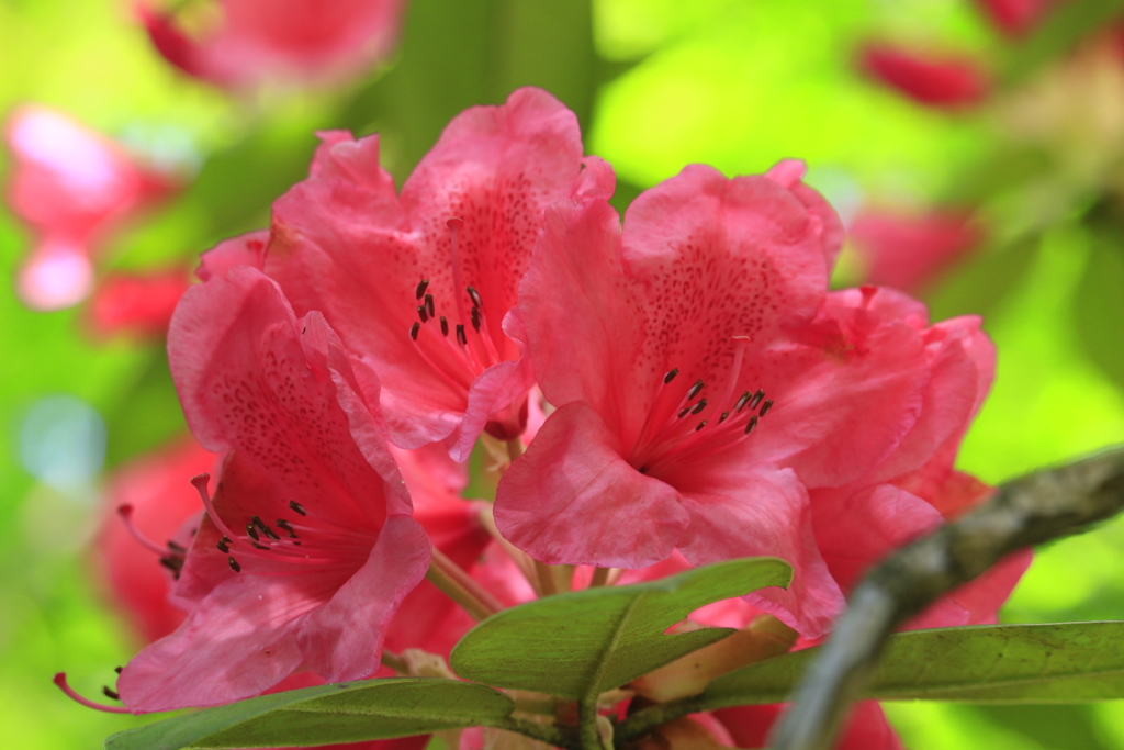 石楠花（北鎌倉 明月院にて）