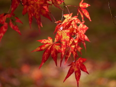 紅葉