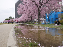 桜