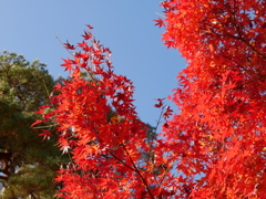 紅葉