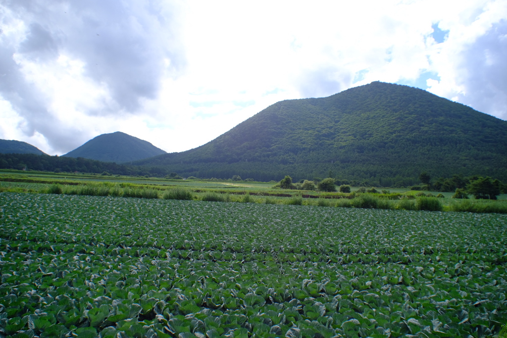 キャベツ山