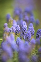 Muscari