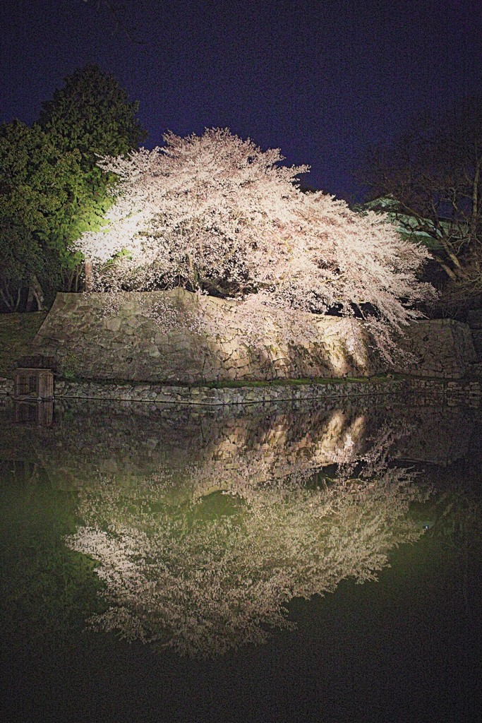 彦根城内堀ライトアップー２