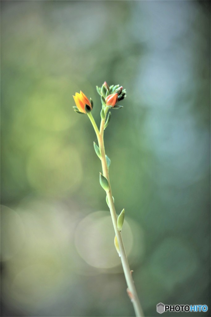サボテンの花