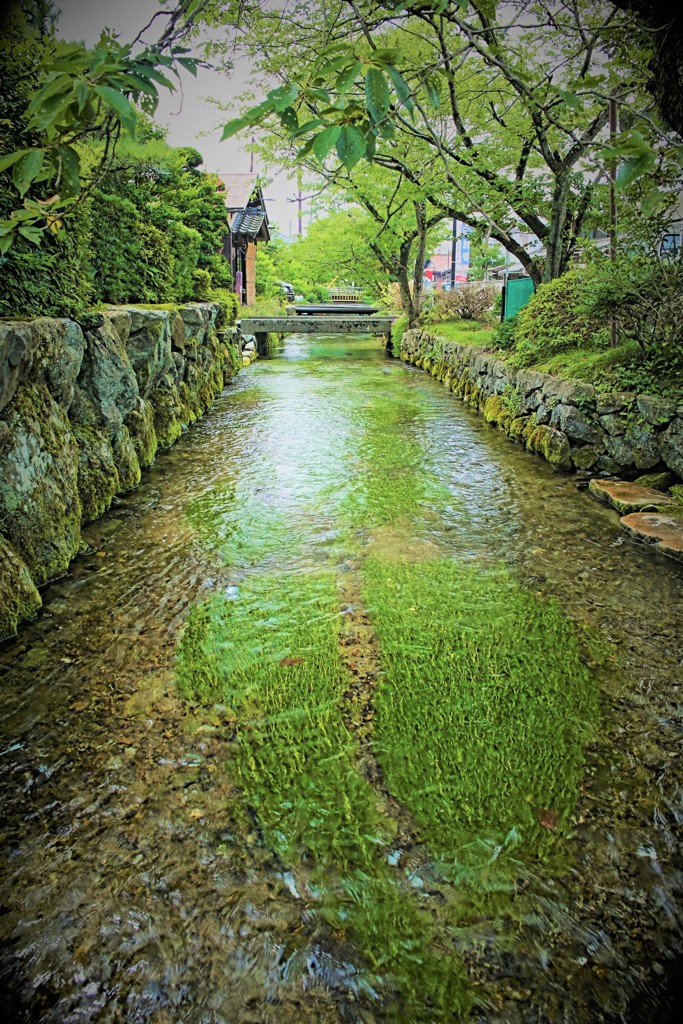 梅花藻の咲く町