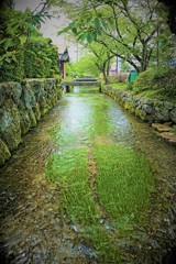 梅花藻の咲く町