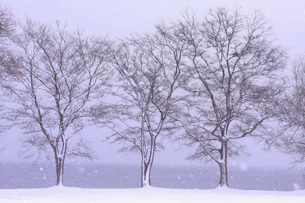 豪雪の中で春を待つ