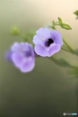 夏の花　トレニアカタリーナ