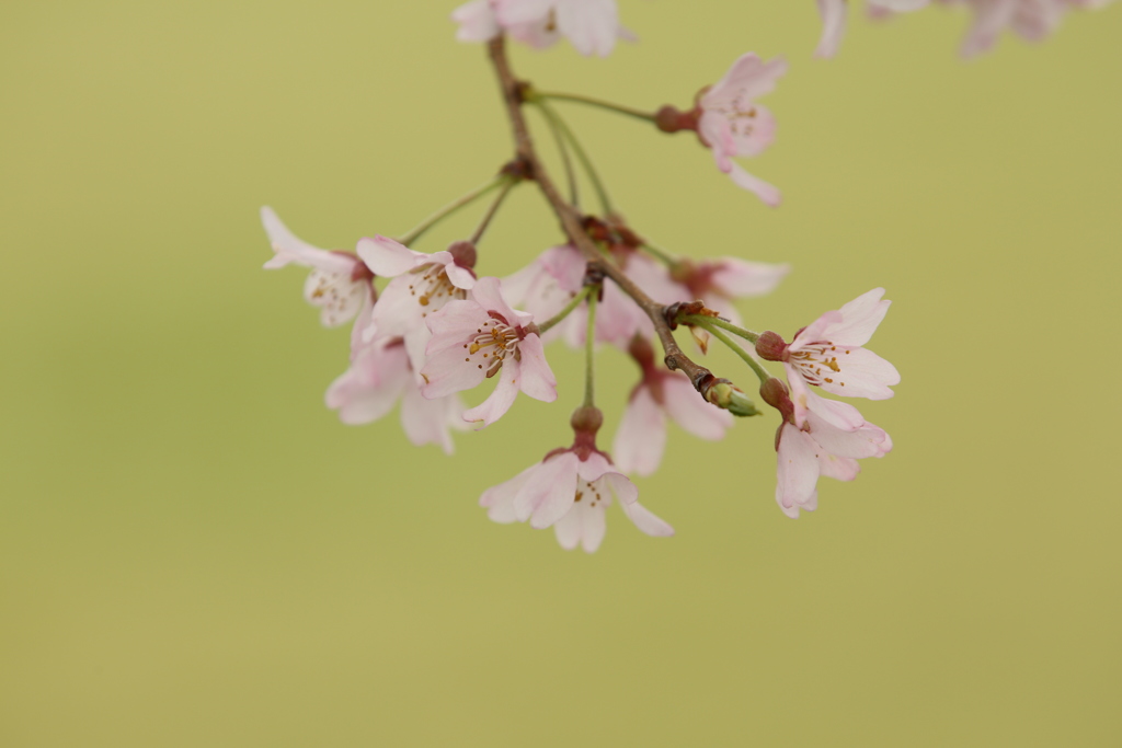 ポピー畑に咲いていた桜