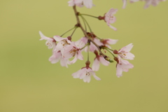 ポピー畑に咲いていた桜