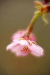 儚げ