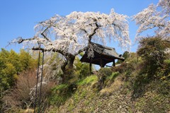 地蔵禅院の枝垂桜