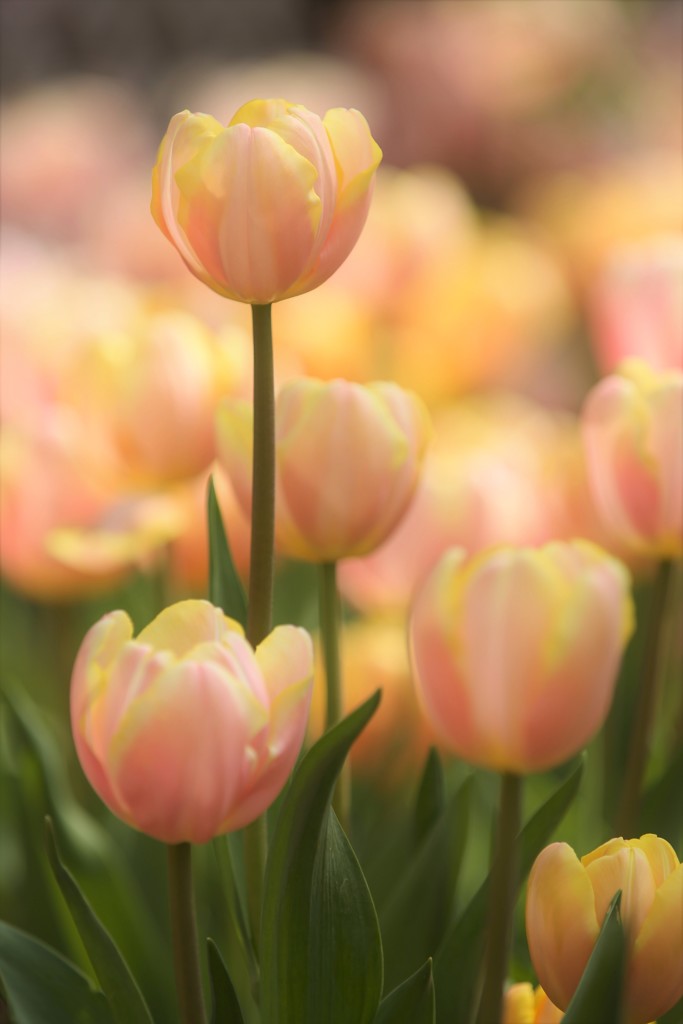 Yellow Tulipus