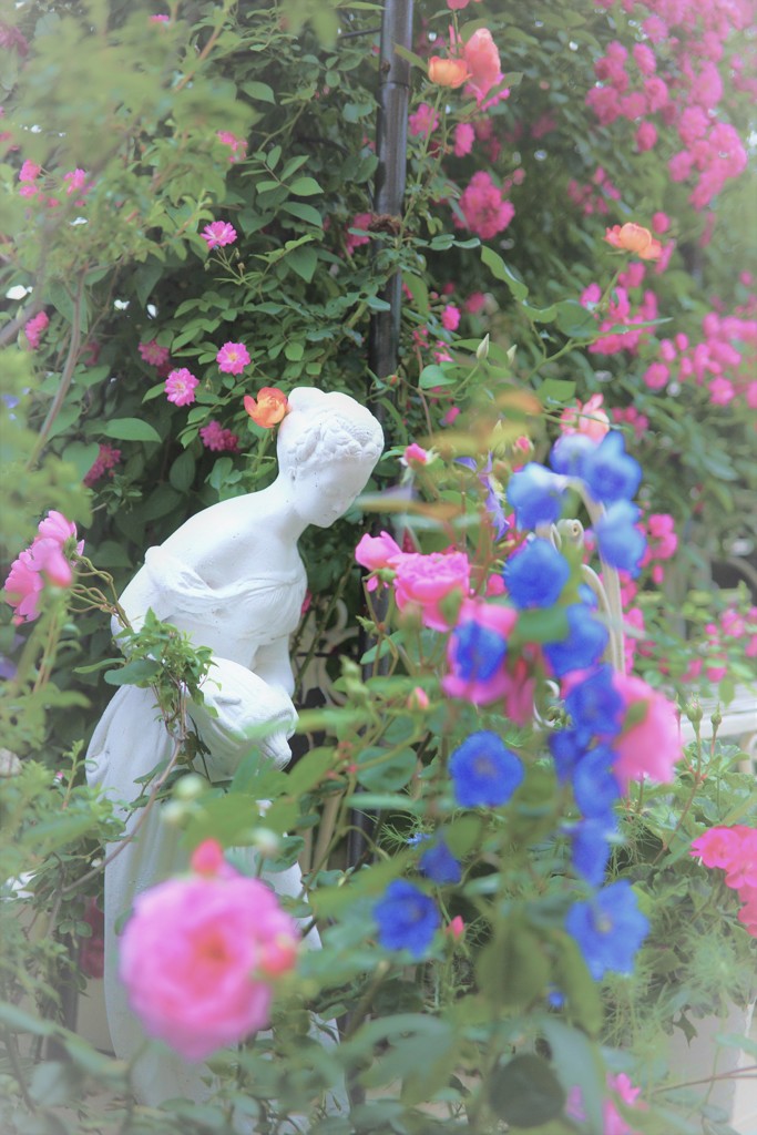 my garden