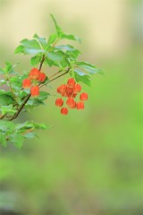 紅満天星