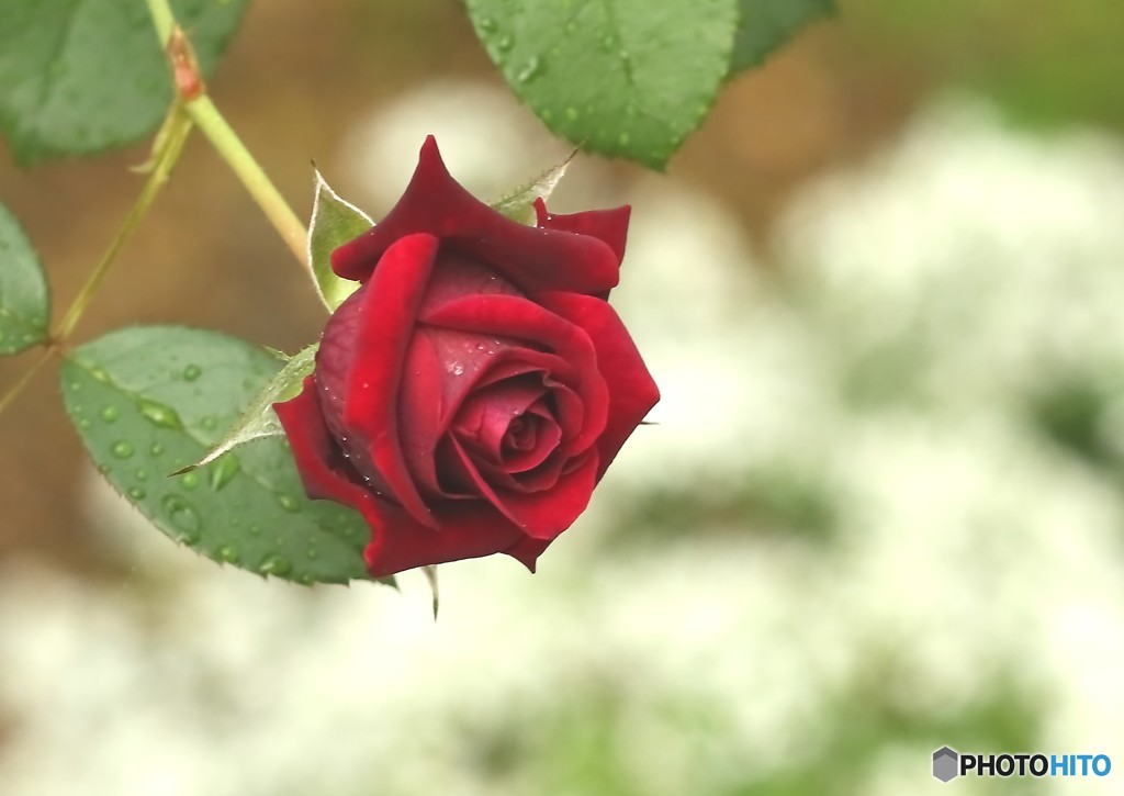 秋の薔薇「オデッセイア」