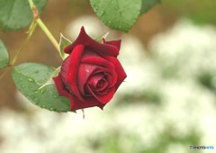 秋の薔薇「オデッセイア」