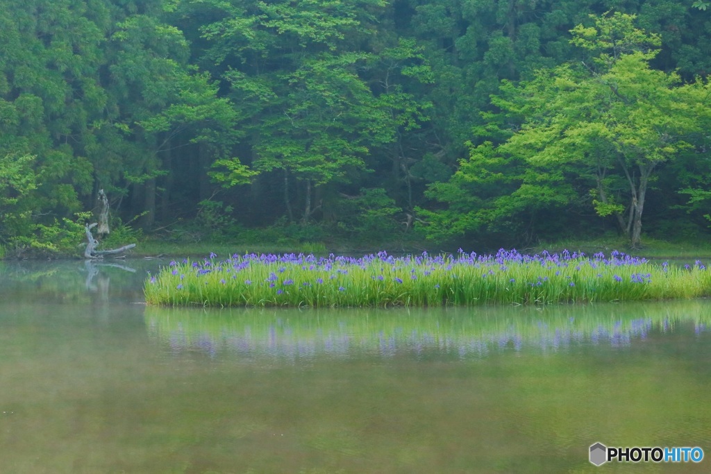 平池の杜若ー４